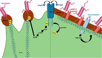 Differential regulation of lymphatic junctional morphology and the potential effects on cardiovascular diseases